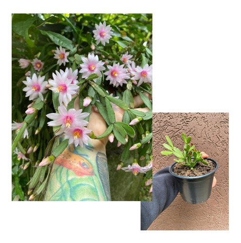 Schlumbergera Rosea (mini Flor De Outubro) Rosa - Pendente | Parcelamento  sem juros