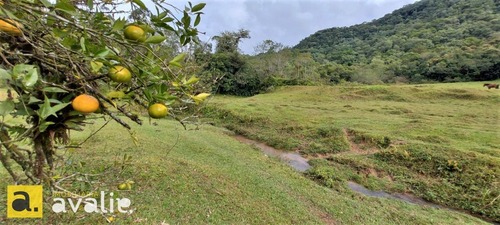 Excelente Sítio Localizado Em Gaspar. Você Precisa Conhecer !!! - 6002872v