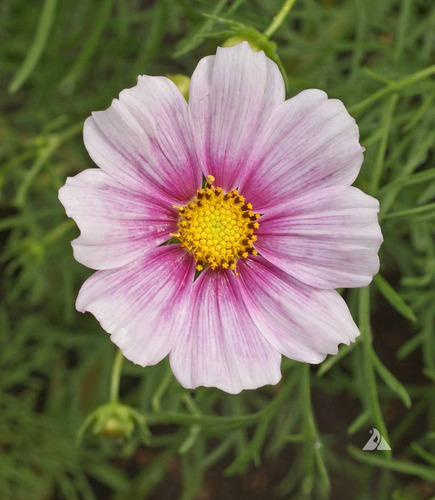 Imagem 5 de 6 de Cosmos Daydream - Flor - Flores - Sementes Para Mudas