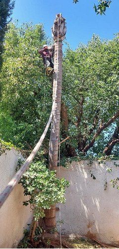 Poda De Arboles Tala Extracciones Palmera Whatsap 1528694955