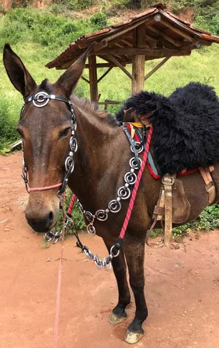 Rédea cabeçada e peiteira traia de frente cavalo crioulo em Brasil