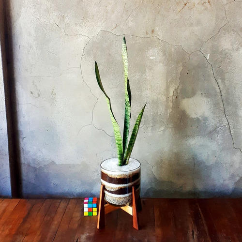 Imagen 3 de 9 de Lengua De Suegra Little Terrario 16 Con Pedestal