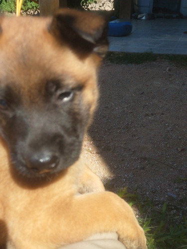 Imagem 4 de 5 de Pastor Belga Malinois