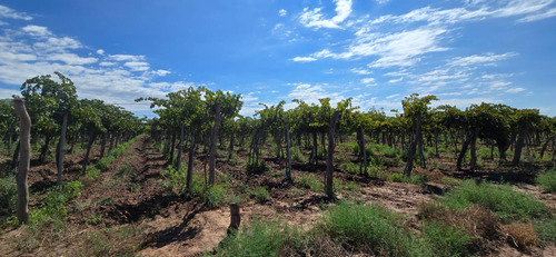 Venta Finca El Carrizal
