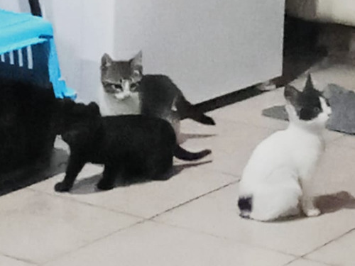 Gatitos En Adopción Responsable Con Seguimiento 