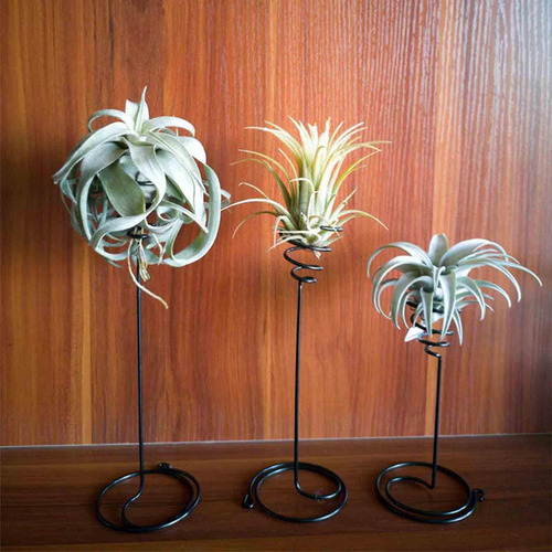 / Contenedores De Tillandsia, Estantes Para Macetas, Soporte