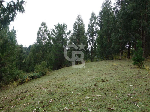 Parcela De Agrado Con Plantación De Eucaliptus | Osorno