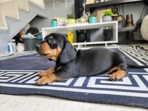 Comprar Cachorros Salchicha Dashauh Arlequín 