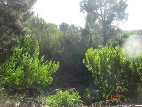 Imagen 5 de 6 de Lote | 31