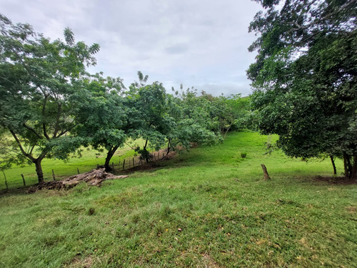 Venta De Lotes En Santa Fe De Antioquia Vereda El Espinal