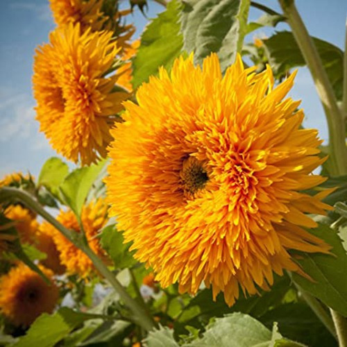 Semillas De Girasol Doble Gigante De California