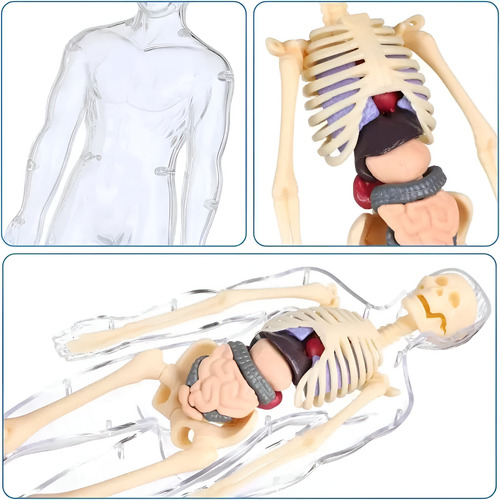 Modelo Corpo Humano Anatômico Esqueleto Orgãos Do Torço 1:6