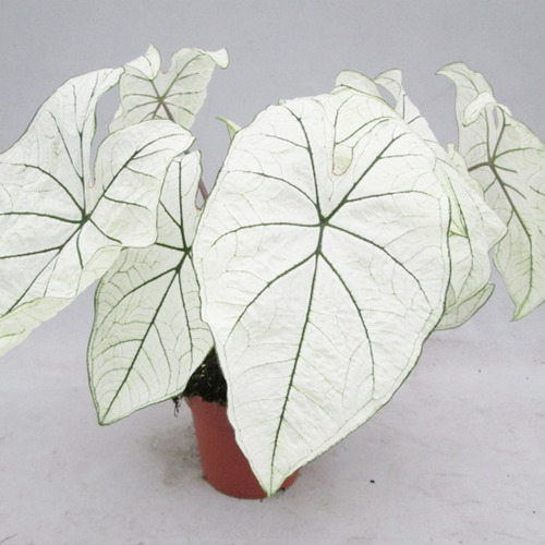 5 Bulbos De Caladium Candidum Jr