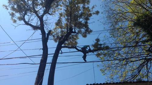 Imagen 2 de 5 de Podas En Altura Extraccióne (los Amigos)