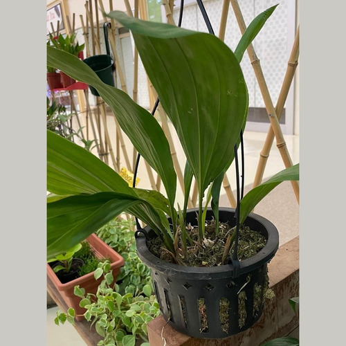 Stanhopea Tigrina Adulta Orquídea Passarinho Rara Exótica