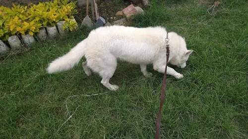 Husky Siberiano 