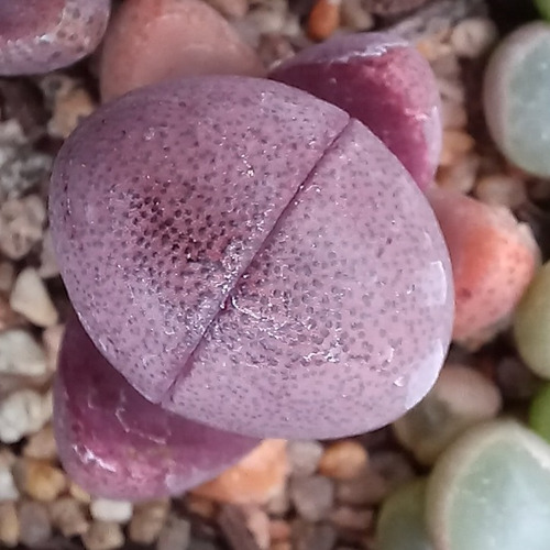 10 Semillas De Pleiospilos Cv. Royal Flush (cactus Piedra)