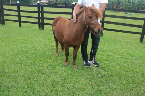 Caballo Pony Precio Especial Medellín