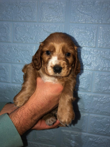 Cachorros Cocker, Solo Una Hembra Y Dos Machos Ecxelente Gen