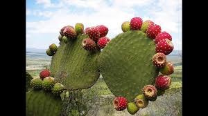 Nopal Picado Y Cocido