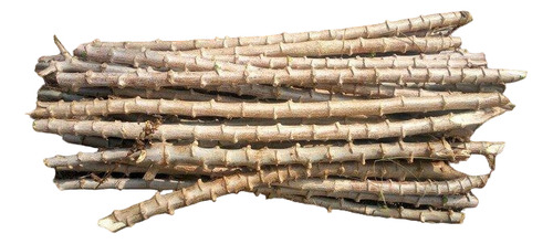 Kit 20 Mudas De Mandioca Amarela Macaxeira + 10 Grátis
