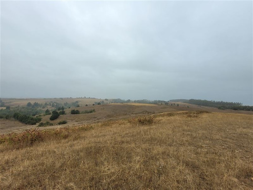 Imagen 11 de 13 de Agrícola En Venta En Galvarino