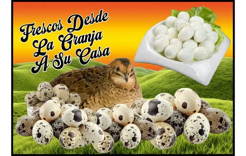 Huevos Codorniz 24 Unidades.