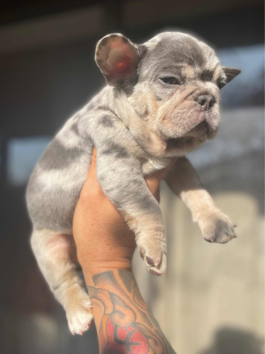 Bulldog Exótico Lilac Merle !!!