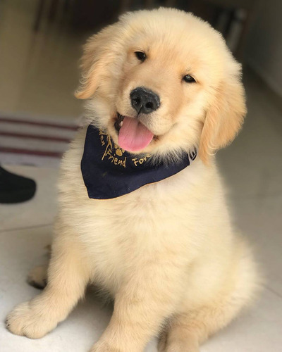 Cachorras Golden Retriever 100% Premium, Preciosas