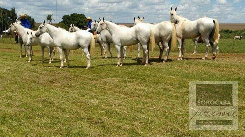 Imagem 7 de 10 de Fazenda Bodoquena À Venda - Corumbá/ms - Fa0029