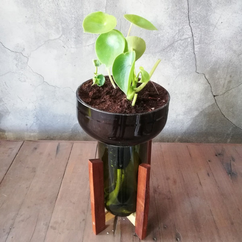 Imagen 7 de 10 de Plantas Interior Cuchara Little Plant 27 Con Soporte