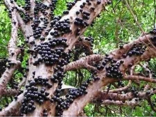 Muda De Jabuticaba Híbrida