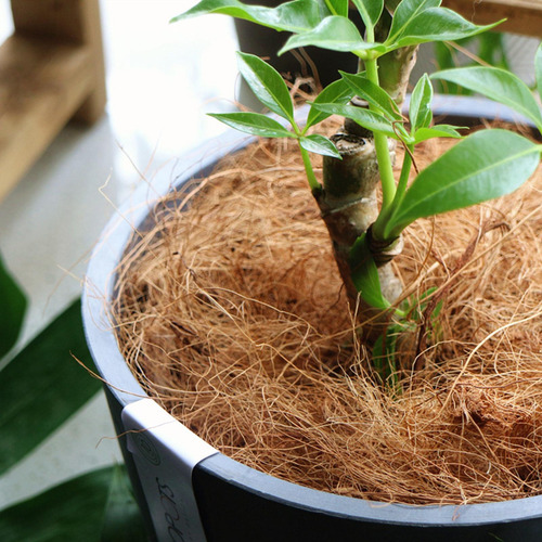 Ropa De Cama Cómoda De Fibra De Cáscara De Coco De 1000g,