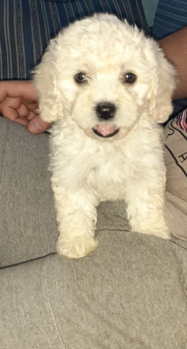 Imagen 3 de 6 de Caniche Hembra