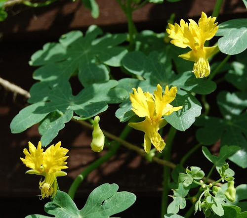 10 Semillas De Flor Canario Amarillo !!!!!!!!!