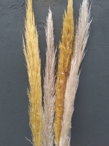 Vara De Pampa Grass X5u - Mimbreria Lascala Beige