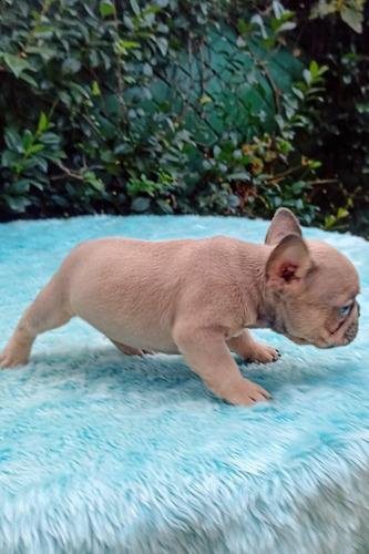 Bulldog Frances Blue Fawn Machito Sable Blue Sable