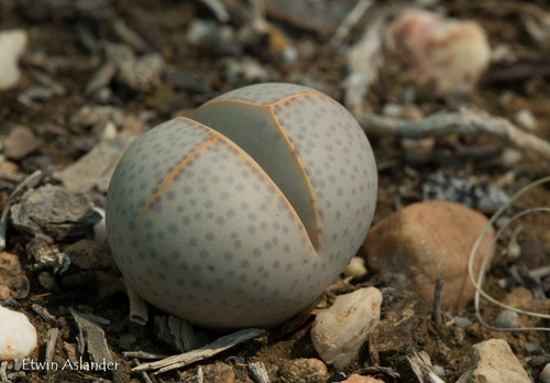 Sementes Cacto Pedra Lithops Dinteranthus Wilmotianus