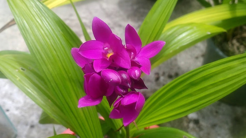 Orquidea Spathoglottis. , Terrestre Roxa Unguiculata Grapett | Parcelamento  sem juros