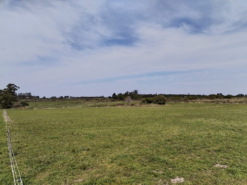 Venta Campo En Sauce, Con Cabaña Y Galpón