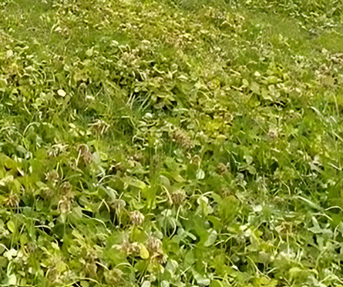 Controla Y Seca Malas Hierbas En Cesped Jardin 1litro