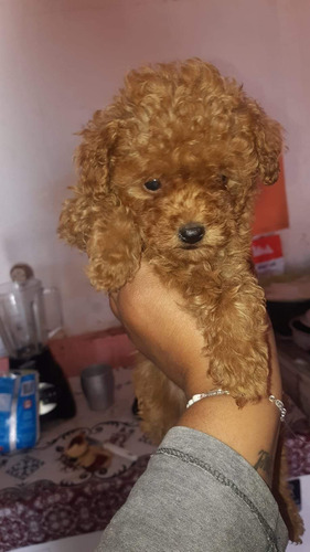 Hermosa Hembra Poodle Roja Pequeña Disponible