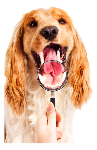 Mascota Perro Cachorro Bola Dientes Mastica Juguete Sonido N