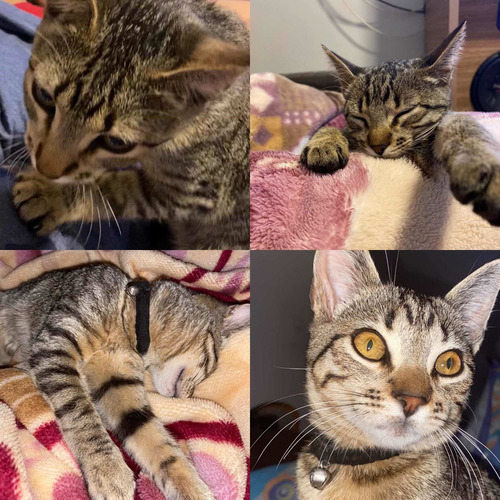Imagem 4 de 4 de Gatinha Mabel Desaparecida