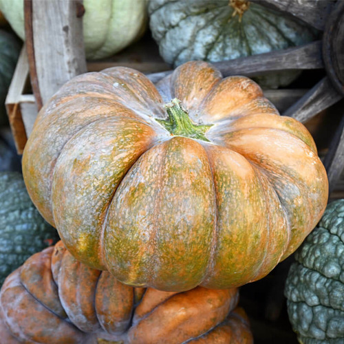 100 Semillas De Calabaza Dulce 