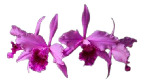 Orquídea Laelia Lobata Bv X Dna Niedja 