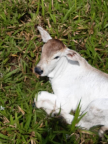 Imagem 8 de 15 de Fazenda Para Venda Em União Dos Palmares, Zona Rural - In - 0010_1-2015625