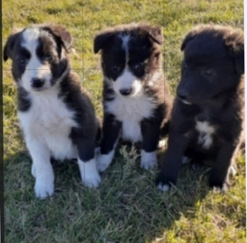 Cachorros Border Collie 