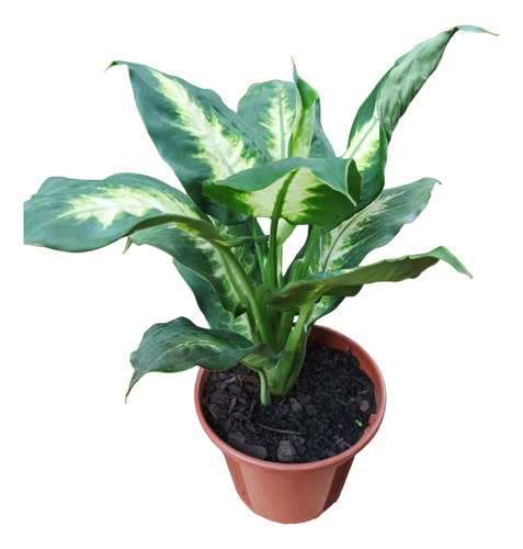 Planta Dieffenbachia Camila Envío Gratis 