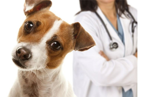 Electrocardiografo Uso Veterinario 1 Canal, Xignal